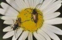 Bleicher Halsbock Pseudovadonia livida (Anfang Juli)