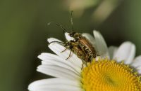 Pseudovadonia livida Paarung