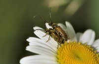 Pseudovadonia livida Paarung