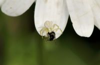 Junges Weibchen der Veränderlichen Krabbenspinne (Misumena vatia) mit Beute, Schwerte-Bürenbruch, Ende Mai