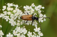 Fleckhörniger Halsbock Stictoleptura maculiconis (Anfang Juli)
