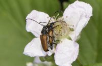Fleckhörniger Halsbock Stictoleptura maculicornis Paarung