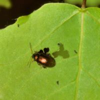 Kleiner Weidenblattkäfer auf Espenblatt, Mitte Mai