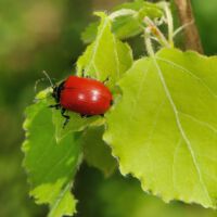 Pappelblattkäfer auf Espenblatt; Anfang Mai
