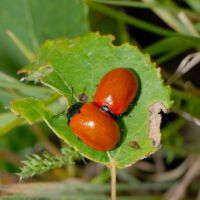 Pappelblattkäfer auf Espenblatt; Mitte Mai