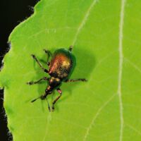 Pappelblattroller auf einem Espenblatt; Anfang Mai