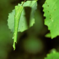 Blattrolle des Pappelblattroller am Espenblatt