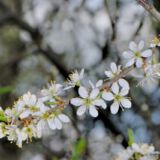 Zweig mit Blüten, Anfang April