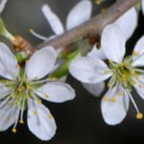 Blüten, Anfang April