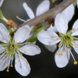 Blüten, Anfang April