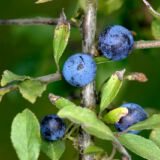 Beeren, Mitte August