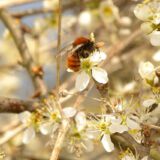 Rotpelzige Sandbiene saugt an Blüte, Anfang April