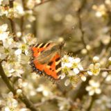 Kleiner Fuchs saugt an einer Blüte, Anfang April