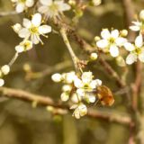 Wollschweber saugt an einer Blüte, Anfang April