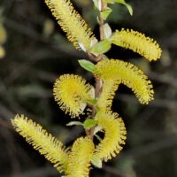 Silberweide, männlicher Blütenstand, Anfang April