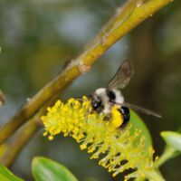 Silberweide, männlicher Blütenstand mit Weiden-Sandbiene Adrena vaga; Anfang April