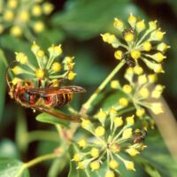 Hornisse, Fliege und Ameisen saugen Nektar an Efeublüten