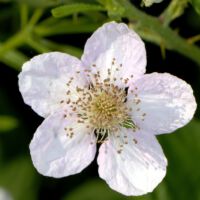 Blüte, Mitte Juni