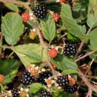 Brombeeren mit unterschiedlichem Reifestadium, Mitte August