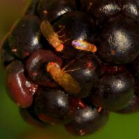 Fruchtfliegen saugen an überreifer Brombeere, Mitte September