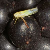 Zikade Ribautiana tennerrima saugt an überreifer Brombeere, Mitte September