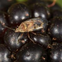 Birkenwanze saugt an Brombeere, Anfang August