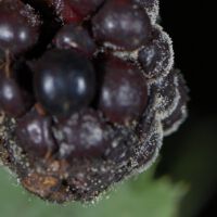 Pilzfruchtkörper auf einer Brombeere, Mitte August