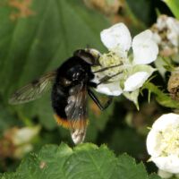 Hummel-Waldschwebfliege an einer Brombeerblüte, Mitte Juni