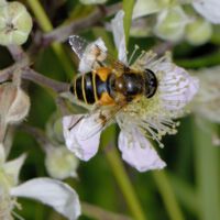 Gemeine Keilfleck-Schwebfliege an einer Brombeerblüte, Mitte Juni