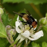 Gemeine Waldschwebfliege auf einer Brombeerblüte, Mitte Juni