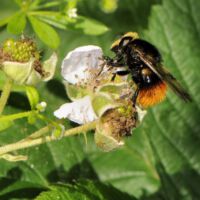 Hummel-Waldschwebfliege an einer Brombeerblüte, Mitte Juni