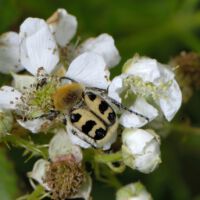 Pinselkäfer frisst Pollen von Brombeerblüten, Mitte Juni