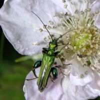 Männlicher Scheinbockkäfer Oedemera spec. frisst Pollen von Brombeerblüten, Ende Mai