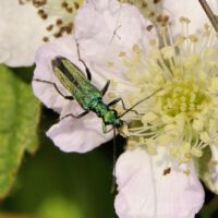 Weiblicher Scheinbockkäfer Oedemera spec. frisst Pollen von Brombeerblüten, Mitte Juni