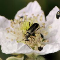 Schwarzer Blütenbock frisst Pollen einer Brombeerblüte, Mitte Juni