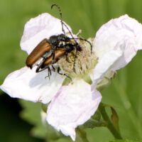 Paar des Kleinen Schmalbocks auf einer Brombeerblüte