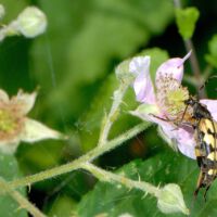 Gefleckter Schmalbock frisst Pollen einer Brombeerblüte, Anfang Juni