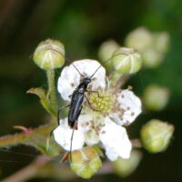 Schwarzer Schmalbock frisst Pollen einer Brombeerblüte, Ende Juni