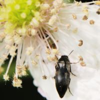 Kahnkäfer frisst Pollen einer Brombeerblüte, Ende Juni