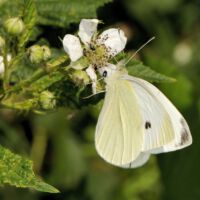 Kleiner Kohlweißling saugt an der Brombeerblüte, Mitte Juni