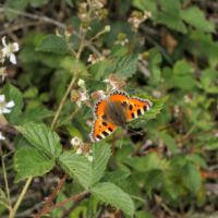 Kleiner Fuchs an Brombeerblüten, Mitte Juni