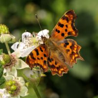 C-Falter saugt an einer Brombeerblüte, Mitte Juni