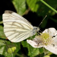 Grünader-Weißling saugt an der Brombeerblüte, Ende Mai