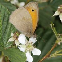 Großes Ochsenauge saugt an der Brombeerblüte, Mitte Juni