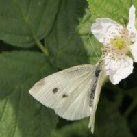 Großer Kohlweißling saugt an der Brombeerblüte, Mitte Juni