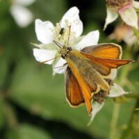Braunkolbiger Dickkopffalter saugt an einer Brombeerblüte, Anfang Juni