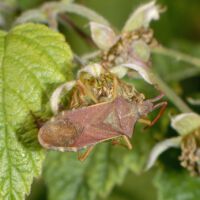 Randwanze Gonocerus spec. saugt an einer Brombeerblüte, Mitte Juni