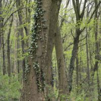Efeu als Kletterpflanze an Baumstämmen, Mitte April