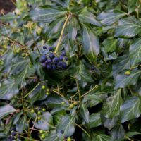 ungelappte, glatte Lichtblätter an fruchtenden Zweigen mit Beeren, Ende Januar