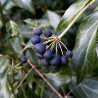 Fruchtstand mit Beeren, Ende Januar